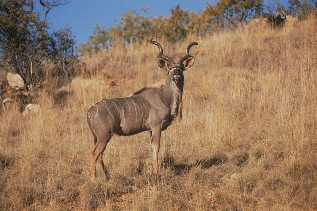 kudu 1